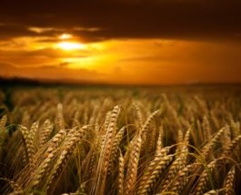 gold yellow wheat field close up with sunset sky in background